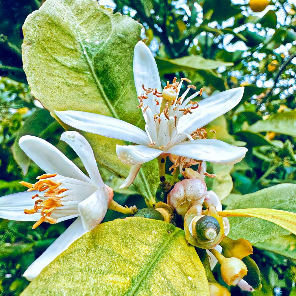 Cyprus Almond Blossom
